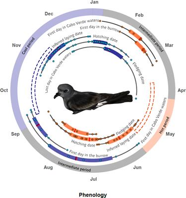 Phenological divergence, population connectivity and ecological differentiation in two allochronic seabird populations